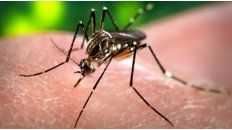 Mosquito dengue Mosquito dengue