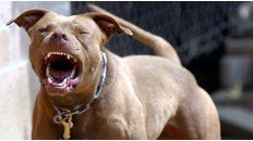perro pitbull perro pitbull