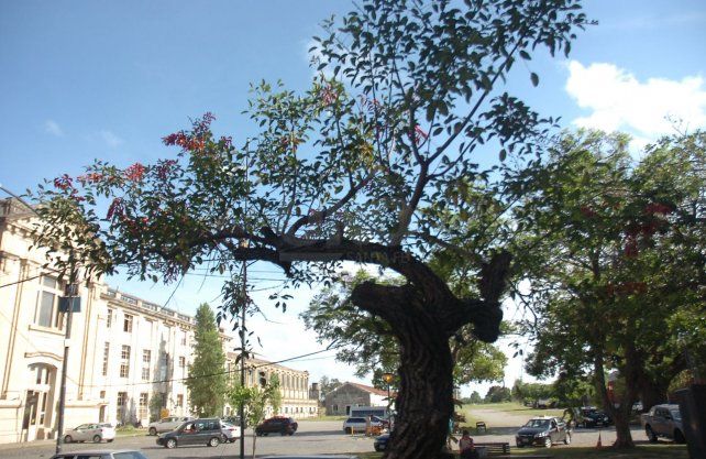 El ceibo, el &aacute;rbol de nuestra flor nacional