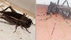 advierten sobre invasion de grillos y de mosquitos gigantes advierten sobre invasion de grillos y de mosquitos gigantes
