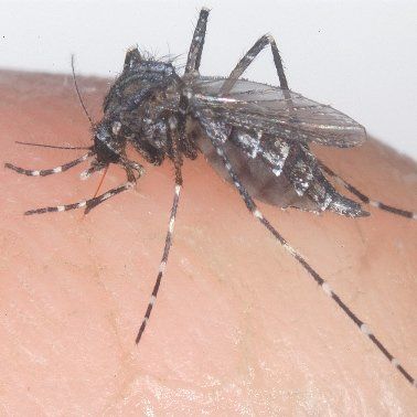 Especie de mosquito Psorophora, mas grandes que los normales. Pueden medir m&aacute;s de un cent&iacute;metro