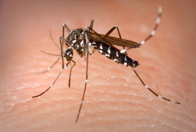 Imagen ilustrativa de uno de los mosquitos que transmite el dengue.