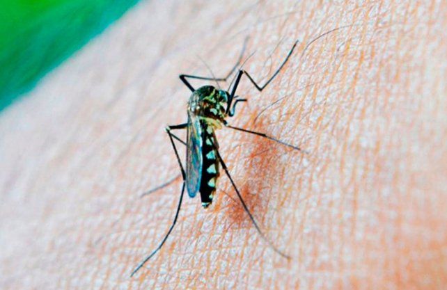 Se triplicaron los casos de dengue en relación al mismo mes del año anterior. Imagen ilustrativa.