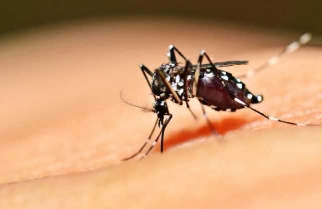 Imagen ilustrativa. Así es el mosquito del dengue. Reconquista y Rafaela son las ciudades más afectadas.