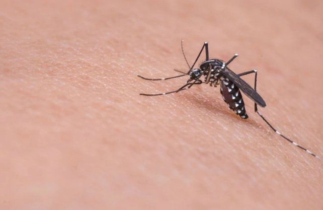 Desmienten que los mosquitos de dengue piquen solo de d&iacute;a