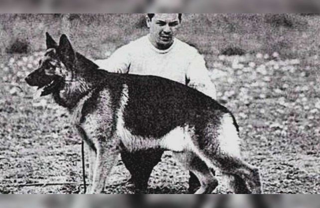 Chonino, un ovejero alemán nacido en 1975, formaba parte de la Policía Federal desde diciembre de 1977