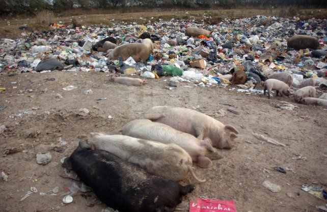 Cientos de chanchos en el vertedero controlado de la Municipalidad de Rinc&oacute;n.