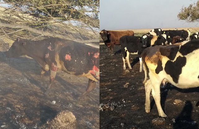 Imágenes del incendio en Bella Italia.