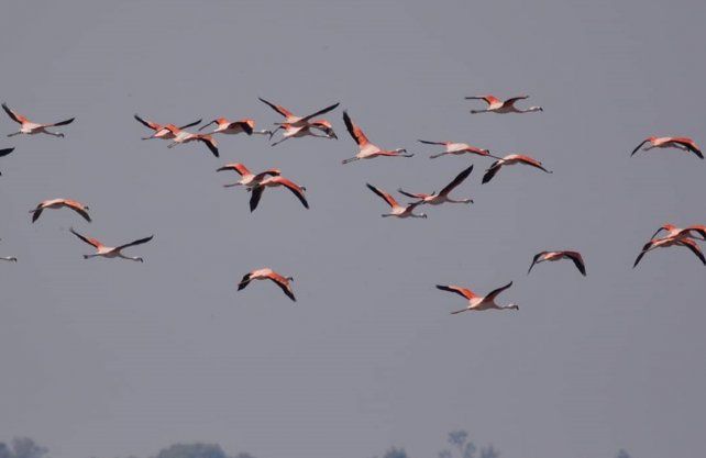 Bandadas de flamencos australes en el 