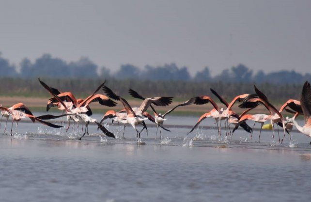 Bandadas de flamencos australes en el 