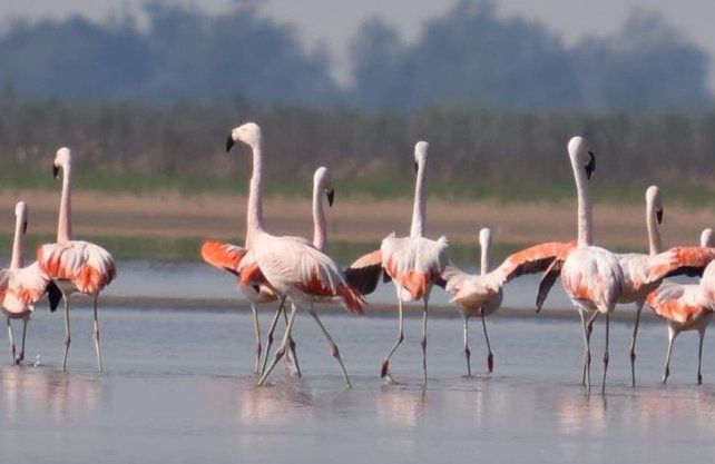 Bandadas de flamencos australes en el 