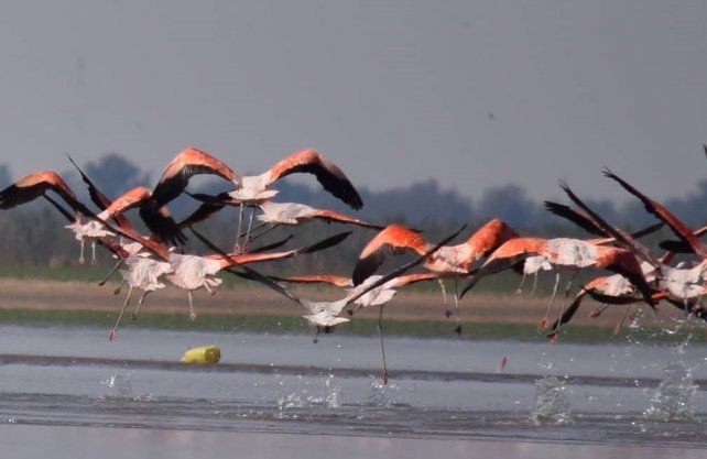 Bandadas de flamencos australes en el 