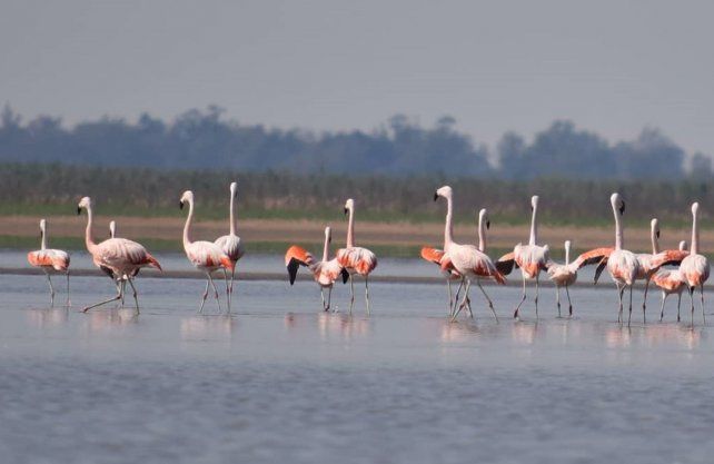 Bandadas de flamencos australes en el 