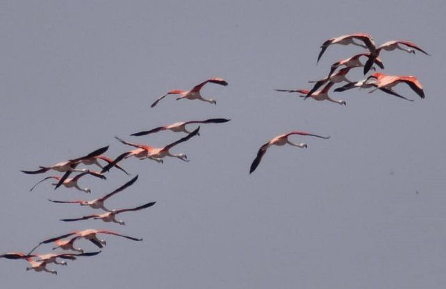 Bandadas de flamencos australes en el 