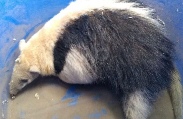 El oso melero rescatado en Calchaquí 