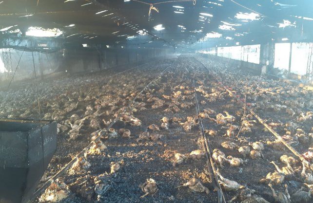 Unos 20.000 pollos murieron calcinados.