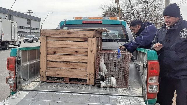 Personal municipal trasladó a los animales a una veterinaria
