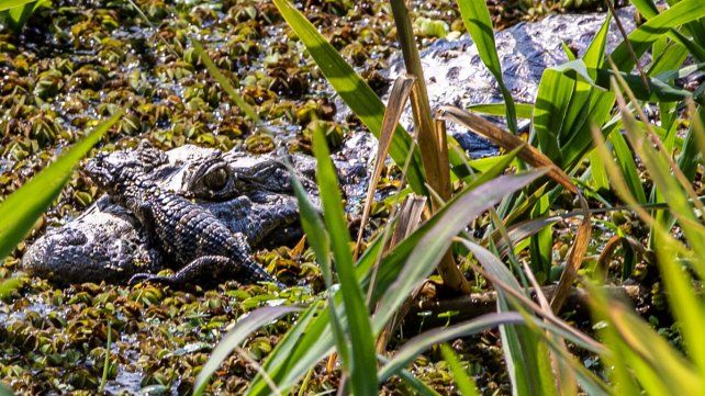 Nacieron crías de yacaré overo en la Reserva Ecológica de la UNL