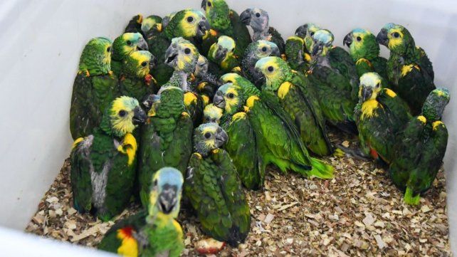 Rescate de fauna silvestre