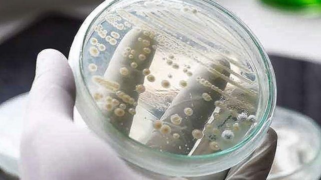El Candida Auris es resistente a los m&aacute;s potentes medicamentos.&nbsp;