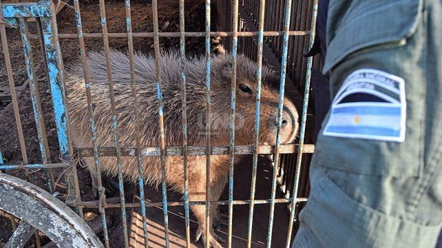 Cuatro animales en cautiverio fueron rescatados durante un allanamiento en un predio en la localidad santafesina de Maggiolo