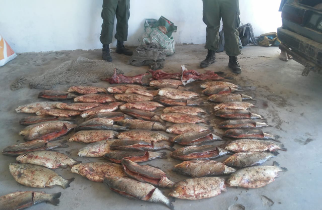 En los cuatro procedimientos se secuestraron 1.290 piezas.