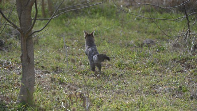 Liberación zorro gris