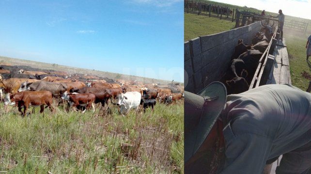 Se encontraron otros 337 animales robados