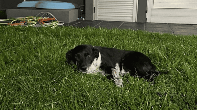 Negrita. La perra que fue asesinada de un balazo.&nbsp;