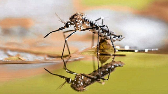 Dengue en Santa Fe. Dengue en Santa Fe.