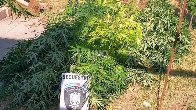 La planta secuestrada en la vivienda de Santo Tomé 