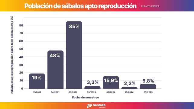 La población de sábalos de talla comercial (aptos para la reproducción) disminuyó más de un 75% desde 2019, comprometiendo de manera crítica la capacidad de recuperación de la especie. La población de sábalos de talla comercial (aptos para la reproducción) disminuyó más de un 75% desde 2019, comprometiendo de manera crítica la capacidad de recuperación de la especie.