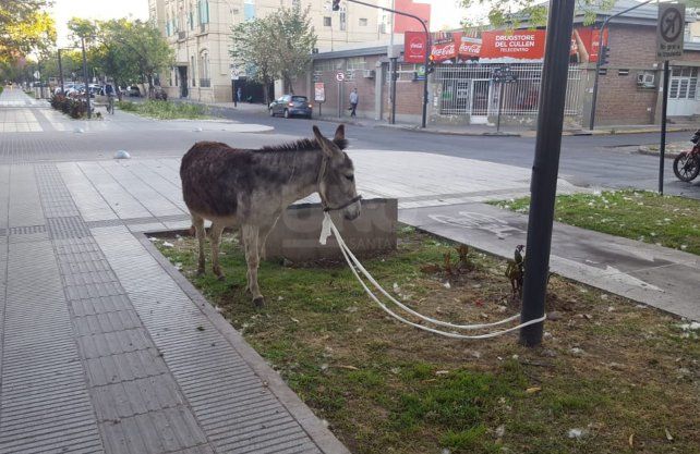 Un burro paseando por Avenida Freyre.