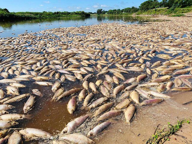 Las imágenes de miles de peces muertos en las costas del río Salado fueron impactantes