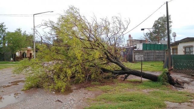 Fuerte tormenta en Venado Tuerto dejó 145 árboles caídos