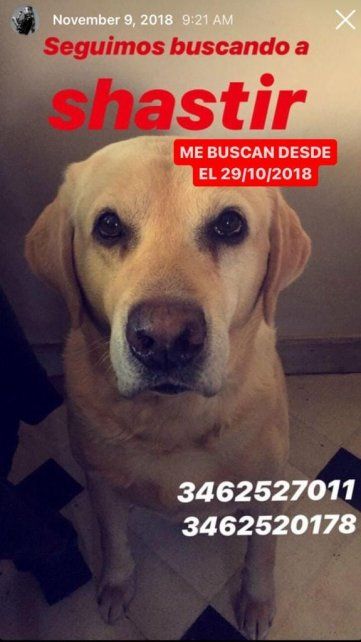 Así lo buscaban tras su desaparición en redes sociales