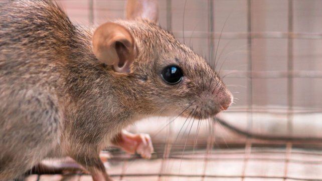 Confirmaron la muerte de una santafesina por hantavirus