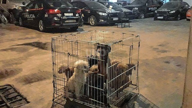 Durante un allanamiento en barrio Yapeyú se halló un criadero clandestino 