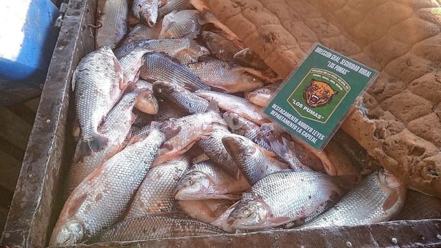 Secuestro de sábalos Secuestro de sábalos