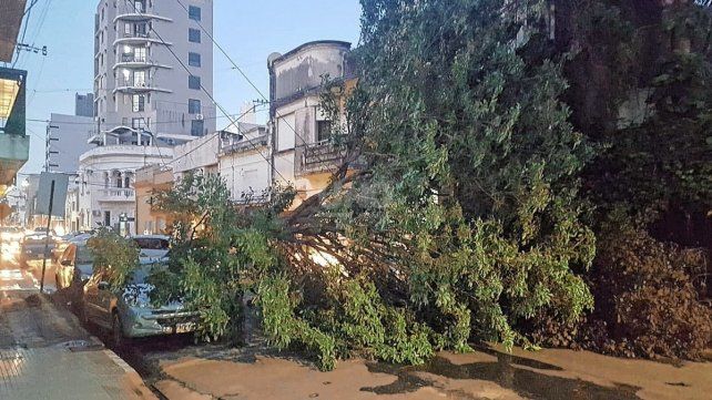 Árboles caídos en la ciudad por los fuertes vientos 