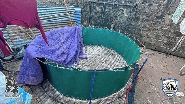 Rescataron a 26 gallos y encontraron hasta un ring circular en una vivienda de Santa Fe tras un allanamiento.