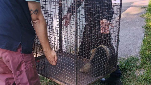 El osos melero fue rescatado en inmediaciones de las vías del tren en Laguna Paiva 