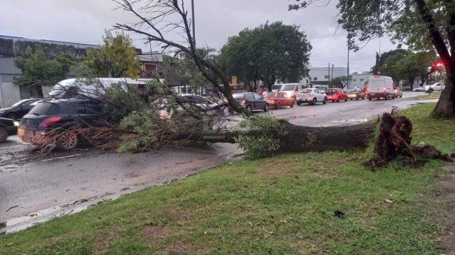 Un árbol se cayó sobre un auto que espera por el semáforo en Iturraspe y López y Planes