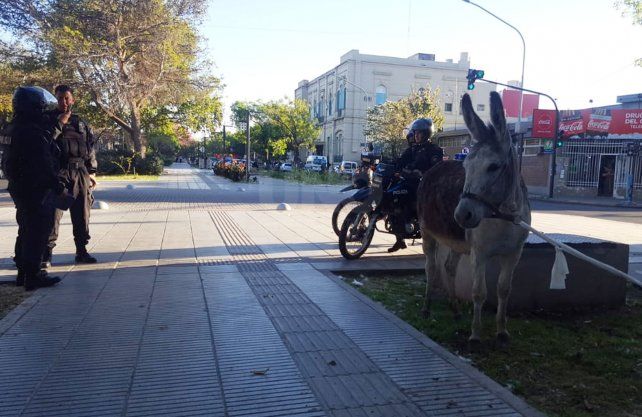 El animal fue custodiado por personal policial