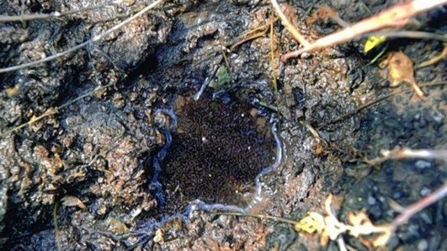 mosquitos-larvas-charco-aedes-albifasciatusjpg