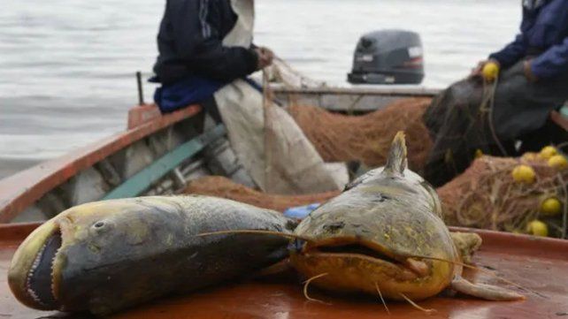 El gobierno santafesino prohibió el acopio de pescado para exportar