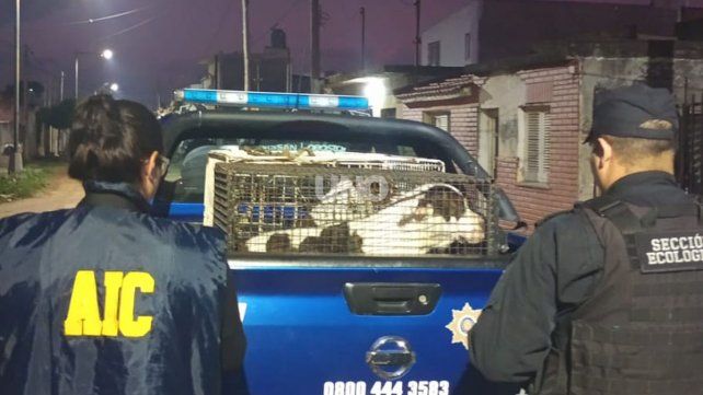 El martes pasado, el fiscal dispuso el secuestro de los perros.