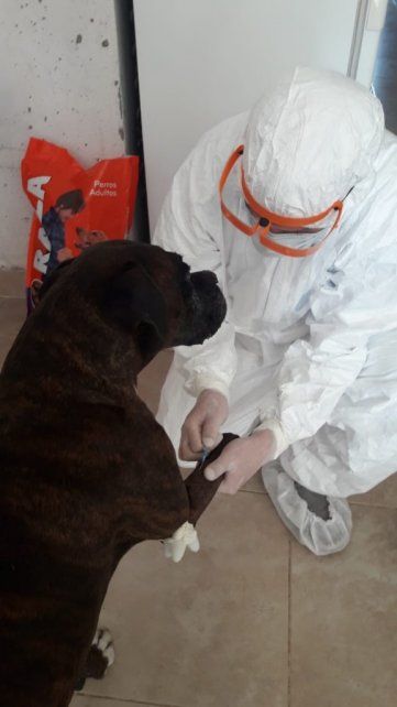 A los animales se les realiza hisopado nasal, ocular y anal. También se les extrae sangre.