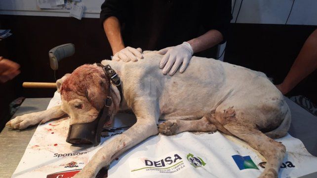 El perro fue arrojado en un contenedor de basura en el barrio Las Flores 