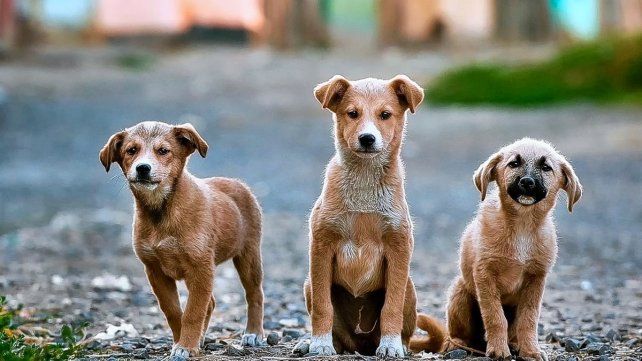 Pandemia. La falta de campañas de castración en la ciudad llevó a un aumento de nacimientos, tanto en perros y gatos, que devino en abandono de cachorros.